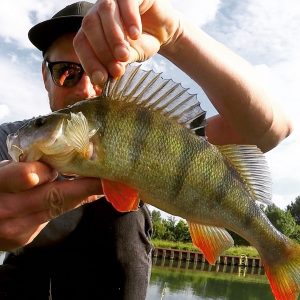 Barsch gefangen im Datteln-Hamm-Kanal