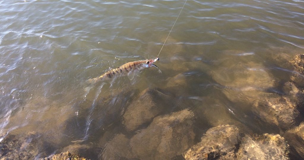 Zander kurz vor der Landung. Gefangen auf No-Action-Shad.