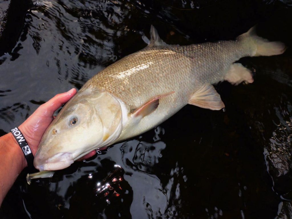 Barbe im Wasser - gefangen auf Black Minnow von Fiiish