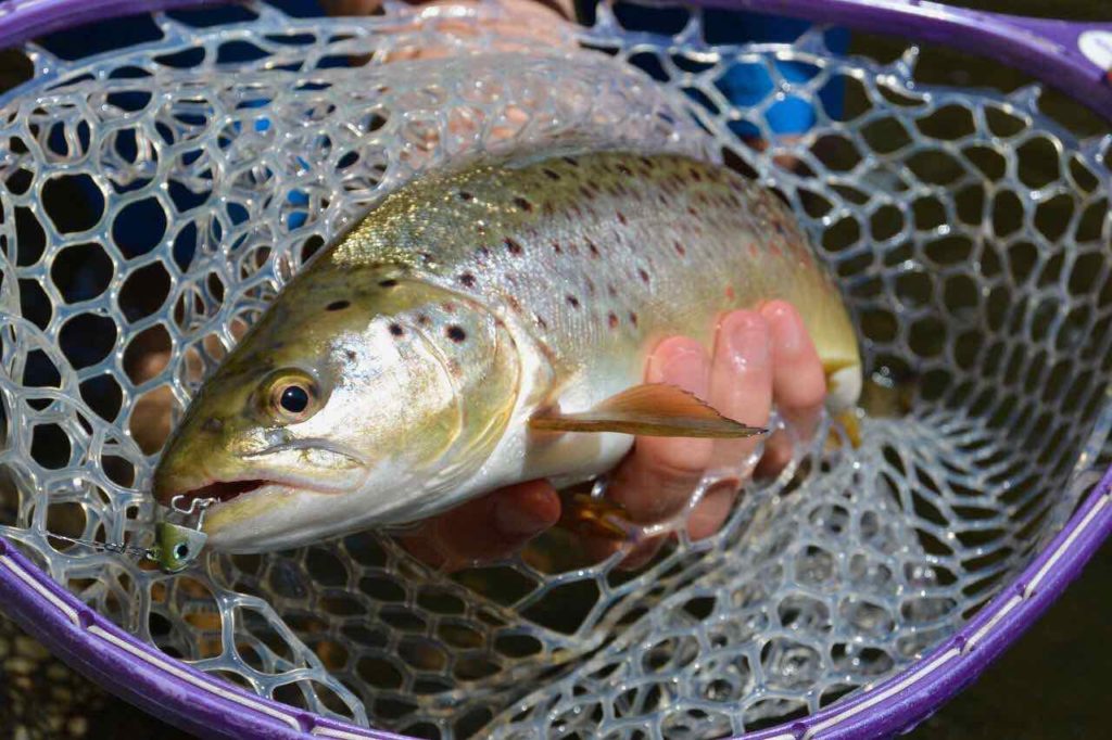 Forelle im Kescher - gefangen auf Black Minnow von Fiiish